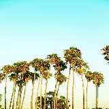 چاپ قاب موبایل و گوشی سفارش تابلو اورنج کانتی کالیفرنیا و درختان نخل