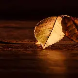 قاب مبایل آیفون طرح برگ برای سفارش شاسی عکس و پوستر با کیفیت بالا