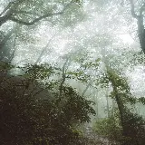 چاپ قاب موبایل و گوشی خرید تابلو دکوراتیو درخت در هوای بارانی و ابری