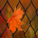 چاپ قاب موبایل و گوشی والپیپر دسکتاپ برگ افرا با کیفیت فول اچ دی برای دانلود رایگان