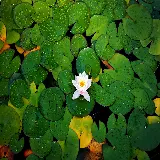 چاپ قاب موبایل و گوشی چاپ پوستر دیواری نیلوفر آبی با ابعاد استاندارد و کیفیت عالی