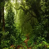 چاپ قاب موبایل و گوشی بک گراند دسکتاپ جنگل سبز با کیفیت 4K و مناسب برای تولید محتوا