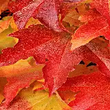 چاپ قاب موبایل و گوشی بک گراند موبایل برگ افرا با کیفیت اچ دی مناسب برای استوری