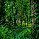 چاپ قاب موبایل و گوشی عکس پس زمینه دسکتاپ جنگل سبز با کیفیت اچ دی و ابعاد ویژه