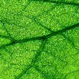 چاپ قاب موبایل و گوشی والپیپر برگ سبز اچ دی مخصوص صفحه نمایش موبایل سامسونگ