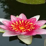 چاپ قاب موبایل و گوشی عکس نیلوفر آبی مناسب برای چاپ روی قاب موبایل آیفون و هواوی