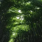 چاپ قاب موبایل و گوشی بک گراند موبایل جنگل سبز با کیفیت اچ دی و رزولوشن بالا