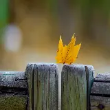 چاپ قاب موبایل و گوشی والپیپر 4K دسکتاپ برگ افرا با کیفیت اولترا اچ دی برای چاپ