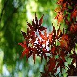 چاپ قاب موبایل و گوشی بک گراند دسکتاپ برگ افرا با ابعاد بزرگ و کیفیت بالا برای طراحی