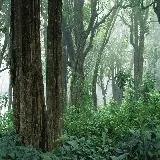 چاپ قاب موبایل و گوشی سفارش تابلو دکوراتیو جنگل با قیمت ارزان و کیفیت بالا برای اتاق