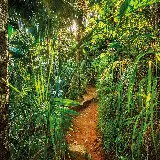 چاپ قاب موبایل و گوشی خرید پوستر دیواری جنگل با کیفیت بالا و قیمت ارزان برای اتاق