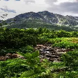 قاب مبایل جنگل برای موبایل با چاپ با کیفیت و قیمت ارزان