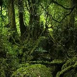 چاپ قاب موبایل و گوشی خرید شاسی عکس جنگل با قیمت ارزان و کیفیت بالا برای دکور