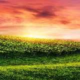 چاپ قاب موبایل و گوشی چاپ پوستر دیواری Man Made Vineyard برای پذیرایی