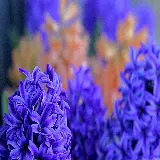 چاپ قاب موبایل و گوشی چاپ تابلو دکوراتیو سنبل با کیفیت بالا و قیمت ارزان