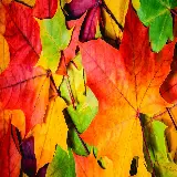 چاپ قاب موبایل و گوشی والپیپر فول اچ دی برگ افرا با کیفیت عالی برای دانلود آسان