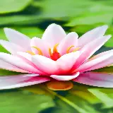 چاپ قاب موبایل و گوشی عکس نیلوفر آبی برای چاپ روی قاب موبایل سامسونگ و آیفون