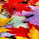 چاپ قاب موبایل و گوشی بک گراند 4K موبایل برگ افرا با کیفیت بالا برای آیفون و اندروید