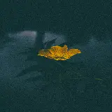 سفارش پوستر دیواری شات کمنور یک گل زرد تنها در برابر تاریک با ارزانترین قیمت برای پذیرایی