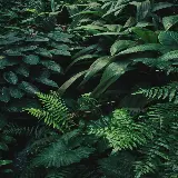 قاب مبایل جنگل برای موبایل با چاپ با کیفیت و قیمت مناسب