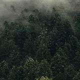 چاپ قاب موبایل و گوشی والپیپر سامسونگ جنگل سبز با کیفیت اچ دی و طراحی زیبا