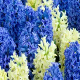 چاپ شاسی عکس سنبل با بهترین قیمت و کیفیت بالا برای اتاق