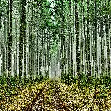 چاپ قاب موبایل و گوشی تصویر پس زمینه 4K جنگل سبز با کیفیت اولترا اچ دی برای دسکتاپ