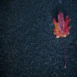 چاپ قاب موبایل و گوشی عکس زمینه 4K دسکتاپ برگ افرا با کیفیت بالا برای چاپ و پرینت