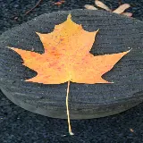 قاب موبایل آیفون 4K با عکس برگ افرا برای چاپ عکس روی قاب موبایل