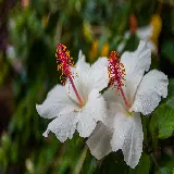 سفارش پوستر دیواری گل هاوایی سفید با کیفیت بالا و قیمت مناسب