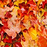 چاپ قاب موبایل و گوشی تصویر پس زمینه 1080p برگ افرا با کیفیت بالا برای دانلود مستقیم