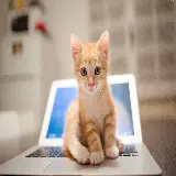 خرید تابلو گربه بامزه با طرح حیوان خانگی برای اتاق خواب