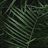 چاپ قاب موبایل و گوشی عکس برگ سبز فول اچ دی برای والپیپر موبایل سامسونگ