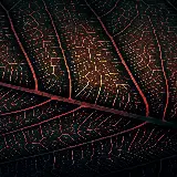 چاپ قاب موبایل و گوشی دانلود عکس برگ اچ دی مخصوص والپیپر گوشی آیفون