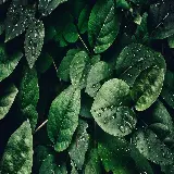 چاپ قاب موبایل و گوشی عکس برگ سبز دسکتاپ 1080p با رنگ طبیعی و کیفیت عالی