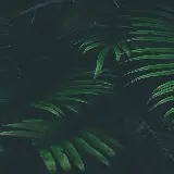 قاب مبایل جنگل برای آیفون با چاپ با کیفیت و قیمت مناسب