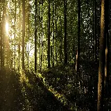 چاپ قاب موبایل و گوشی بک گراند دو صفحه جنگل سبز با کیفیت بالا و طراحی گسترده