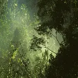 چاپ قاب موبایل و گوشی خرید تخته شاسی جنگل با کیفیت بالا و قیمت مناسب برای اتاق