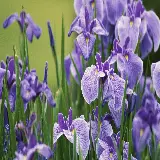 چاپ قاب موبایل و گوشی بک گراند دسکتاپ گل آیریس با کیفیت فول اچ دی و رزولوشن عالی