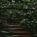 چاپ قاب موبایل و گوشی قاب موبایل سامسونگ جنگل برای چاپ تابلو با قیمت ارزان و کیفیت