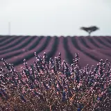 چاپ قاب موبایل و گوشی سفارش تابلو گل های لاوندر در فرانسه با کیفیت عالی