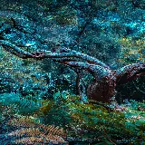 قاب مبایل جنگل برای سامسونگ با چاپ با کیفیت و بهترین قیمت