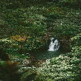 قاب مبایل جنگل برای آیفون با چاپ با کیفیت و قیمت مناسب