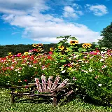 چاپ قاب موبایل و گوشی خرید تخته شاسی Man Made Garden با قیمت مناسب