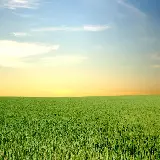 چاپ قاب موبایل و گوشی عکس پس زمینه دسکتاپ چمن و آسمان با کیفیت بالا و رزولوشن عالی