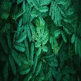 چاپ قاب موبایل و گوشی بک‌گراند برگ سبز برای دو مانیتور با کیفیت بالا و طبیعی