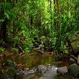 چاپ قاب موبایل و گوشی خرید شاسی عکس جنگل با کیفیت بالا و قیمت مناسب برای دکور