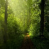 چاپ قاب موبایل و گوشی عکس پس زمینه دسکتاپ جنگل سبز با کیفیت 1080p و دانلود آسان