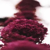 چاپ قاب موبایل و گوشی خرید تابلو شکوفه صورتی و گل بهاری با نمای نزدیک