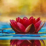 چاپ قاب موبایل و گوشی عکس نیلوفر آبی مناسب برای چاپ روی قاب موبایل تبلت و آیپد